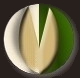 Iran Pistachio Export Company